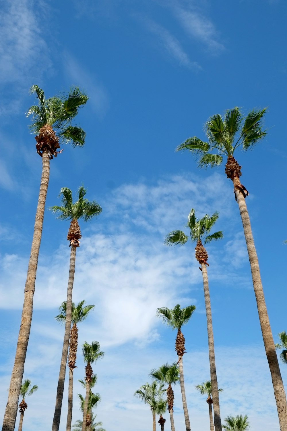 coconut trees