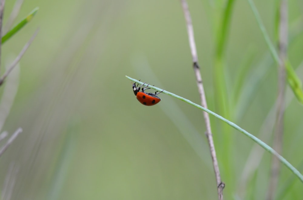 ladybug on green plant