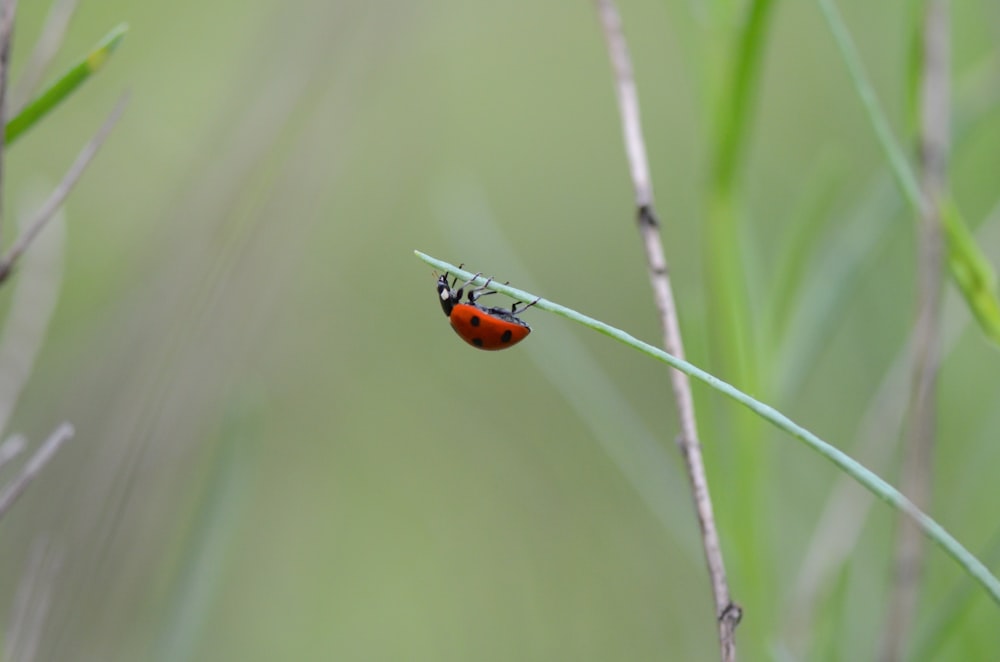 coccinella su pianta verde