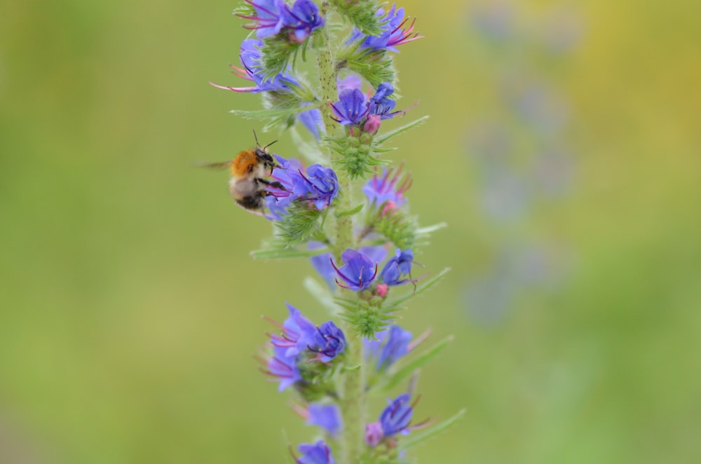 purple flowers