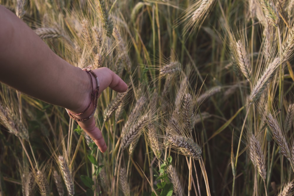 person near wheat field at daytime