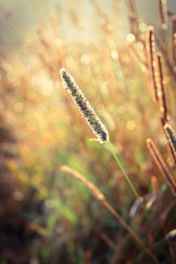 Close-up of natural fiber plants growing in a sunlit field.