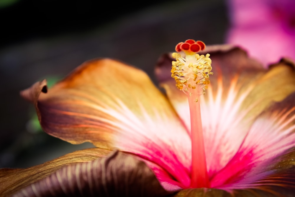 Photographie en gros plan de floraison de fleurs rouges et brunes