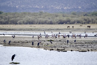 a flock of birds standing on top of a sandy beach