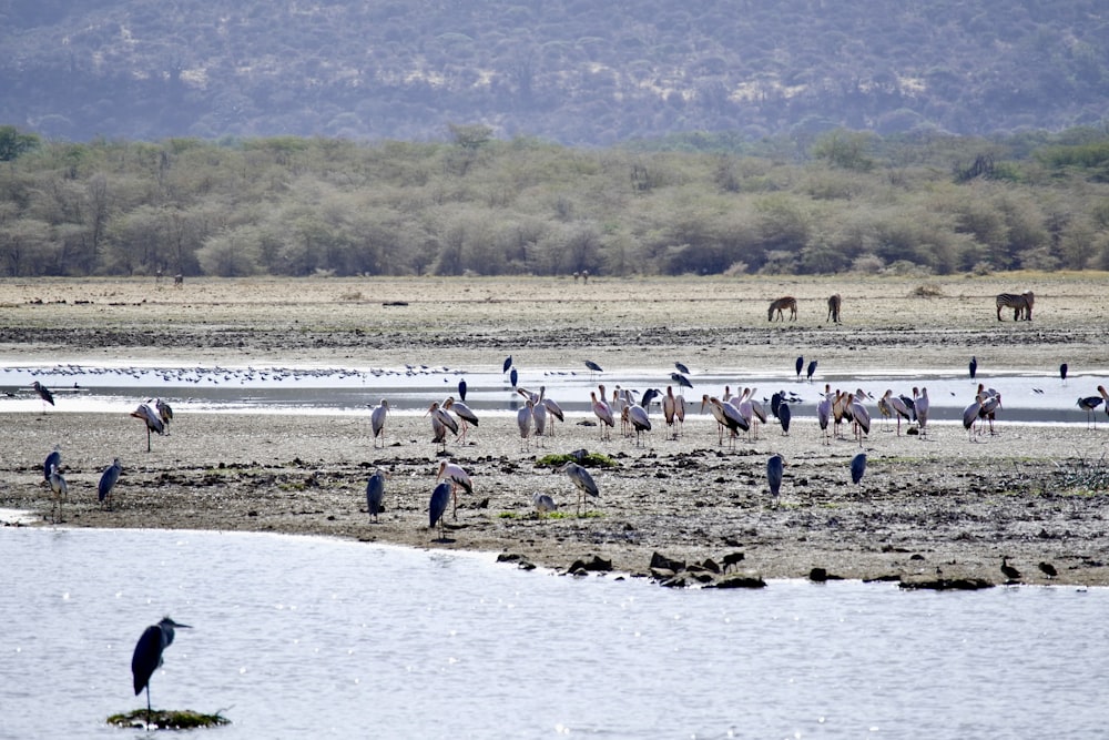 a flock of birds standing on top of a sandy beach