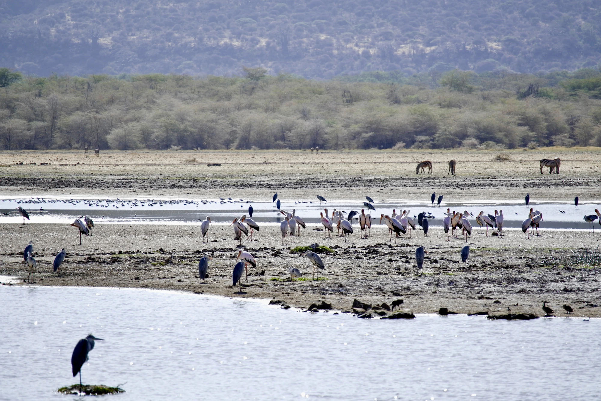 Flamingos & Rhinos: The Ngorongoro Crater Adventure Tanzania safari