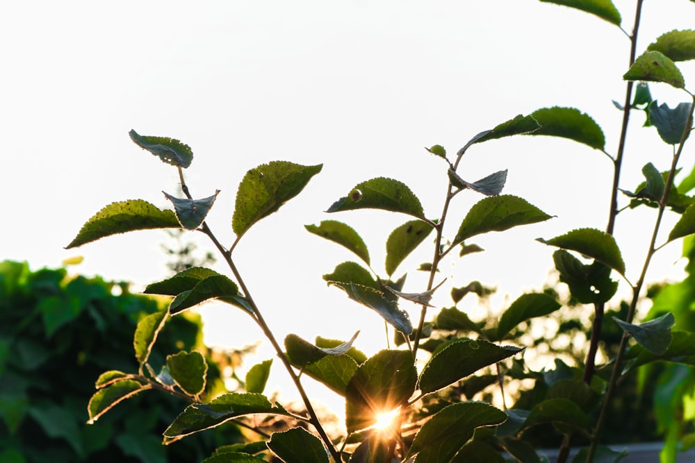 green leaf trees during sunrise