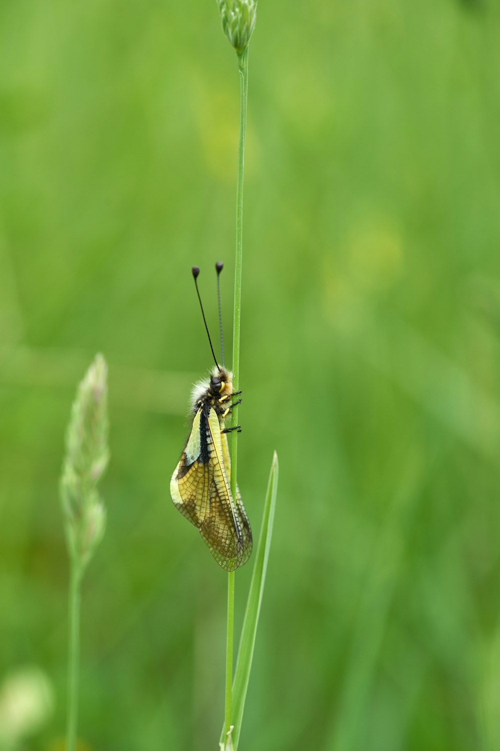 yellow winged insect perching on a green grass