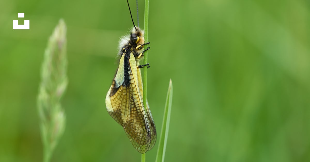 Yellow winged insect perching on a green grass photo – Free Close up ...