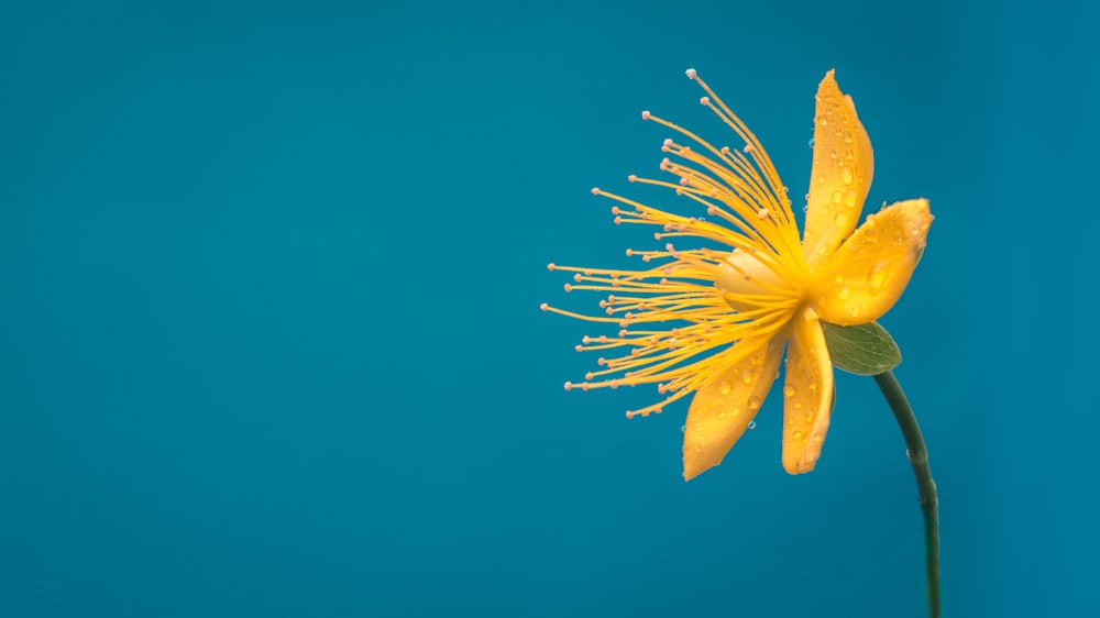 yellow and blue petaled flower