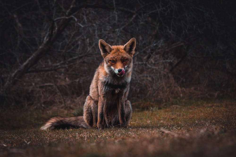 renard sur le champ d’herbe