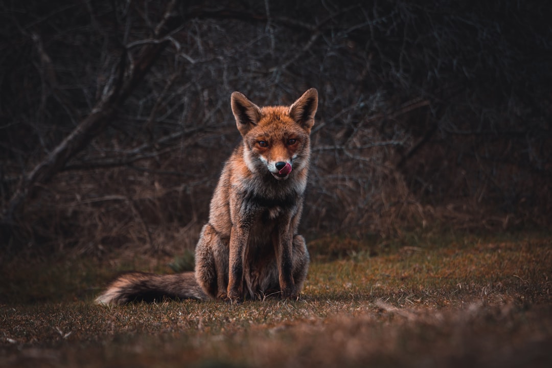 Wildlife photo spot Amsterdamse Waterleidingduinen Centraal Station