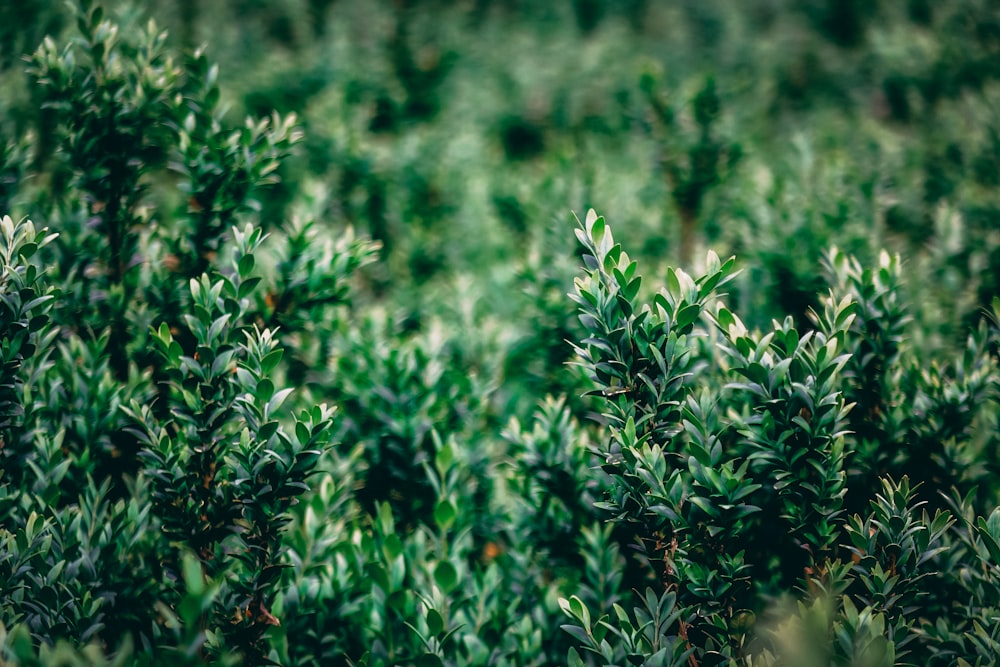 selective focus photography of plants