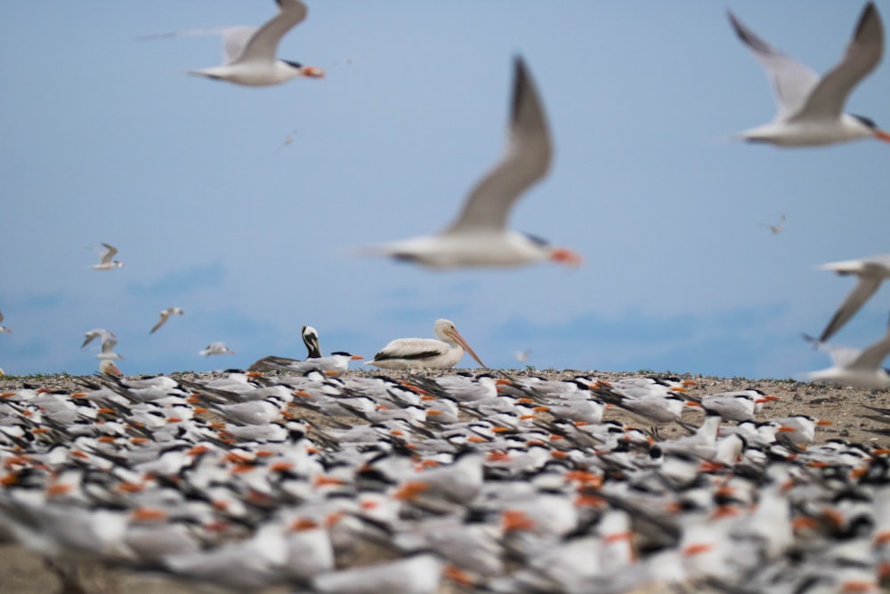 flock of birds