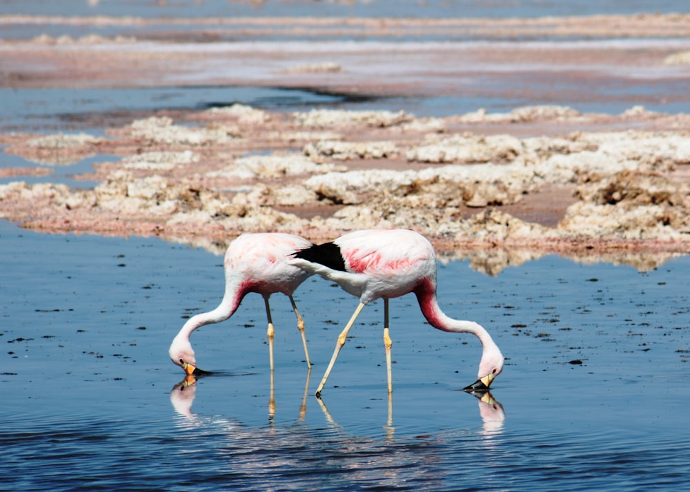 two flamingos getting food on water