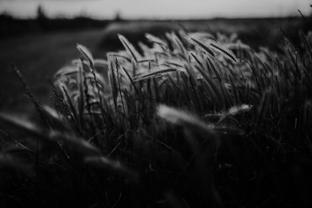 grayscale photography of grasses