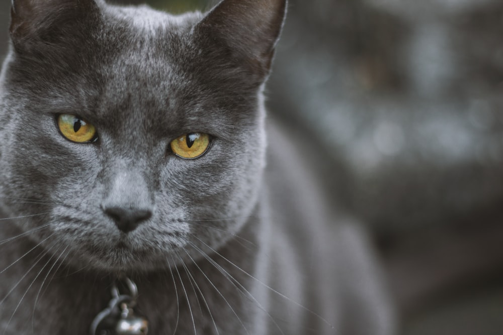 selective focus photo of Russian Blue cat