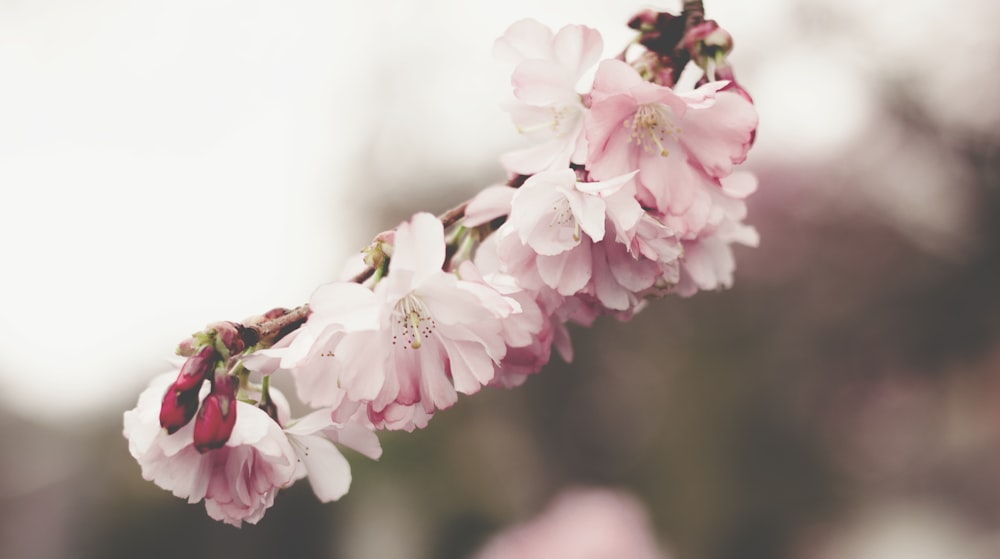 pink flowers