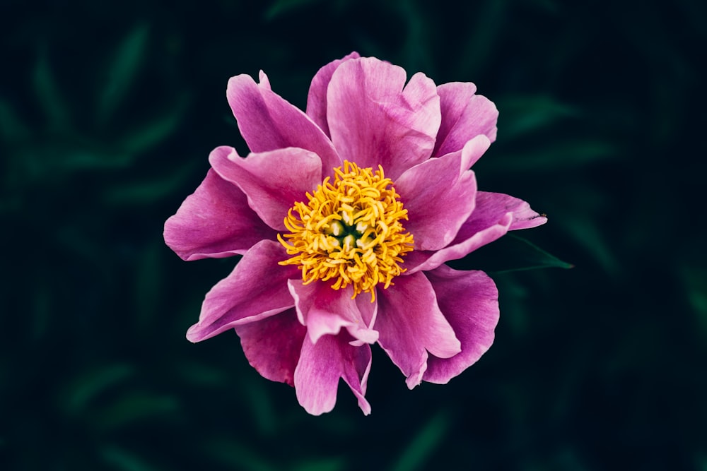 Flor de pétalas roxas na fotografia de foco seletivo