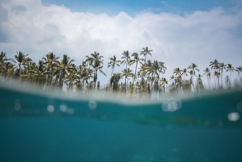 split photography of body of water and coconut trees