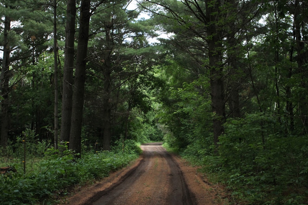 strada marrone in mezzo alla foresta