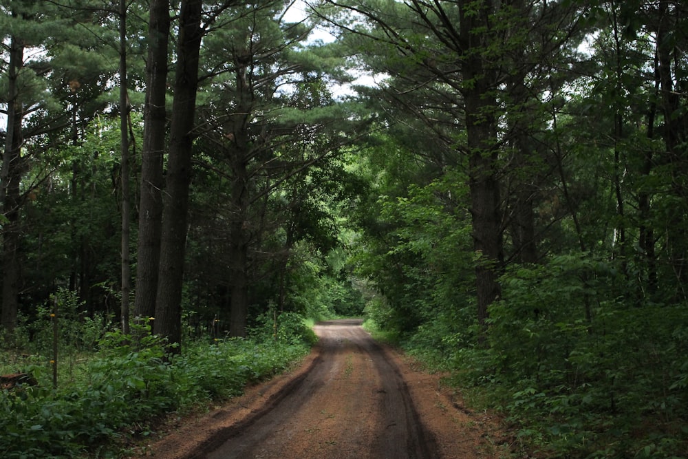 Camino marrón en medio del bosque