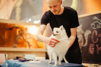 A person in a black shirt is grooming a small white dog on a table. The dog has fluffy fur and appears to be a Pomeranian. A comb is used in the grooming, and there are grooming tools visible on the table. The background features a chalkboard with some doodles and writing, and the setting seems to be a pet salon or a grooming space.