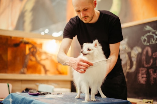 A person in a black shirt is grooming a small white dog on a table. The dog has fluffy fur and appears to be a Pomeranian. A comb is used in the grooming, and there are grooming tools visible on the table. The background features a chalkboard with some doodles and writing, and the setting seems to be a pet salon or a grooming space.