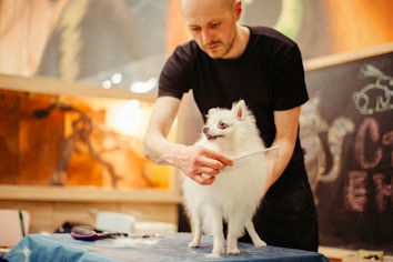 A person in a black shirt is grooming a small white dog on a table. The dog has fluffy fur and appears to be a Pomeranian. A comb is used in the grooming, and there are grooming tools visible on the table. The background features a chalkboard with some doodles and writing, and the setting seems to be a pet salon or a grooming space.