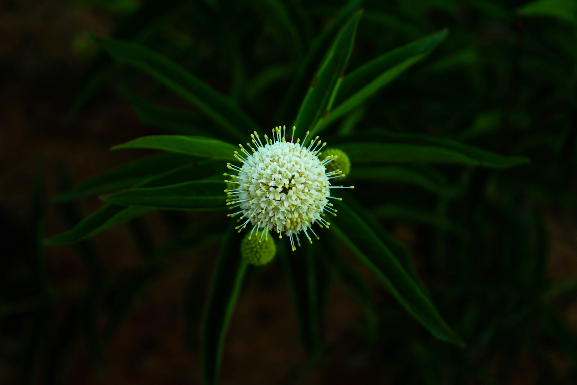 white petaled flower in bloom