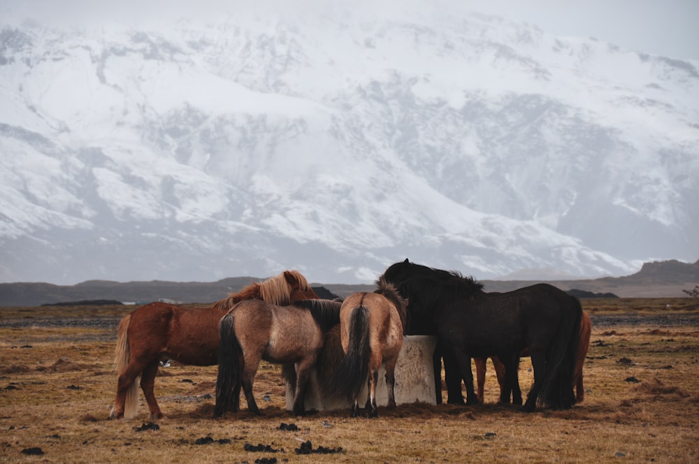 grupo de caballos bebiendo del pozo de agua