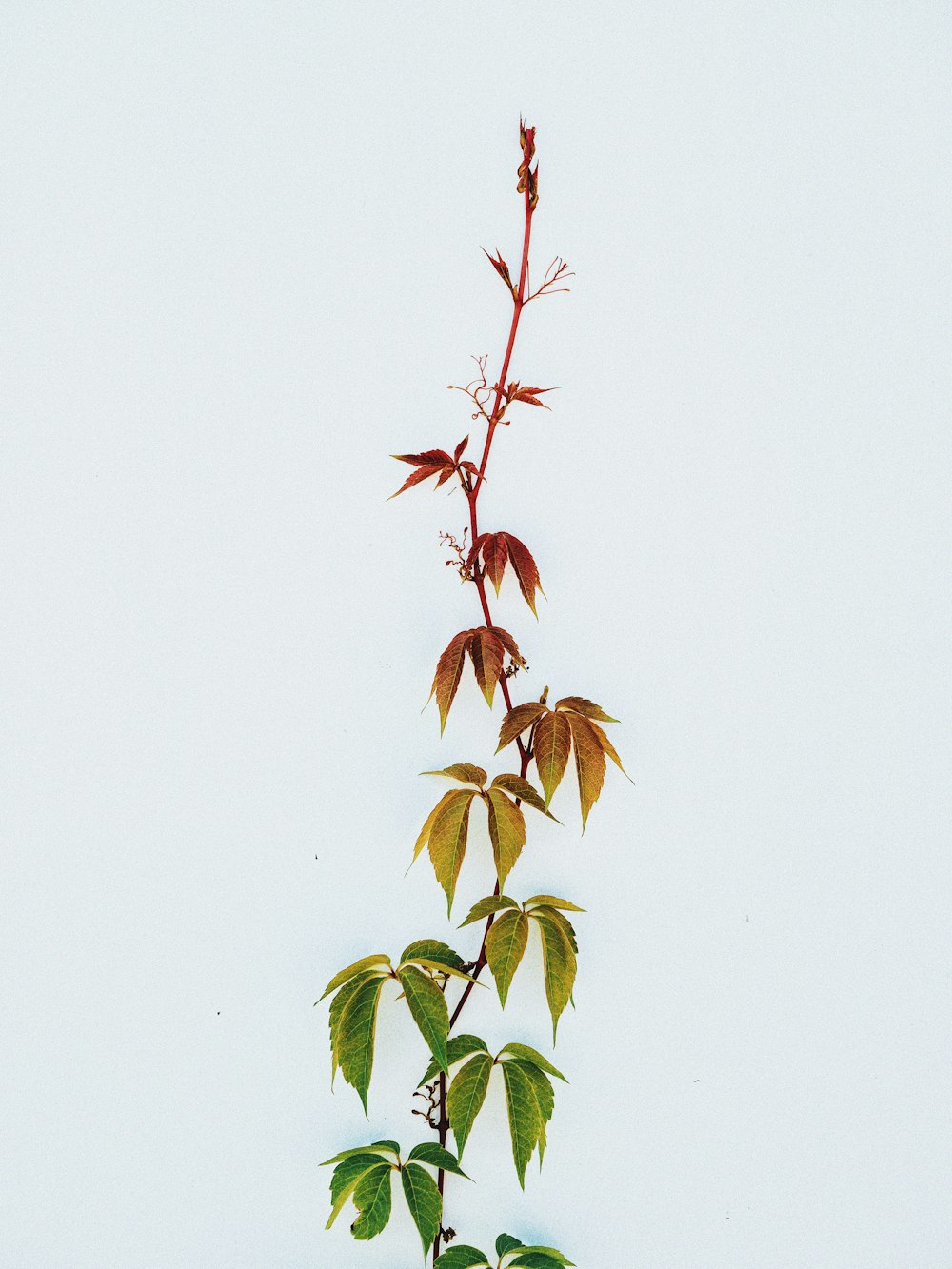 green and brown cannabis plant