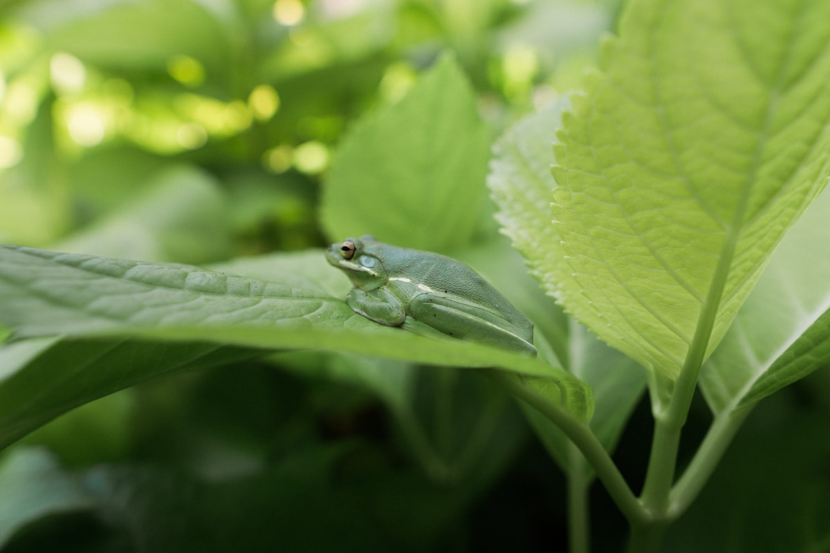 A frog blending in on a leaf