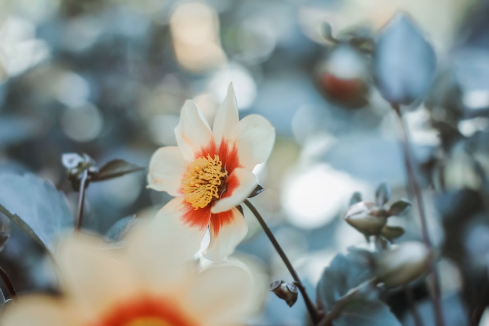 depth of field photo of white and red flower