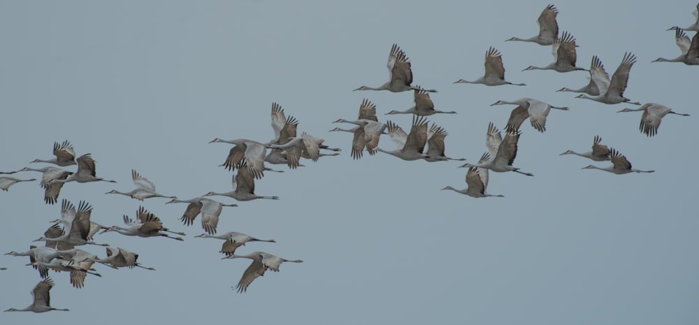 flock of flying geese