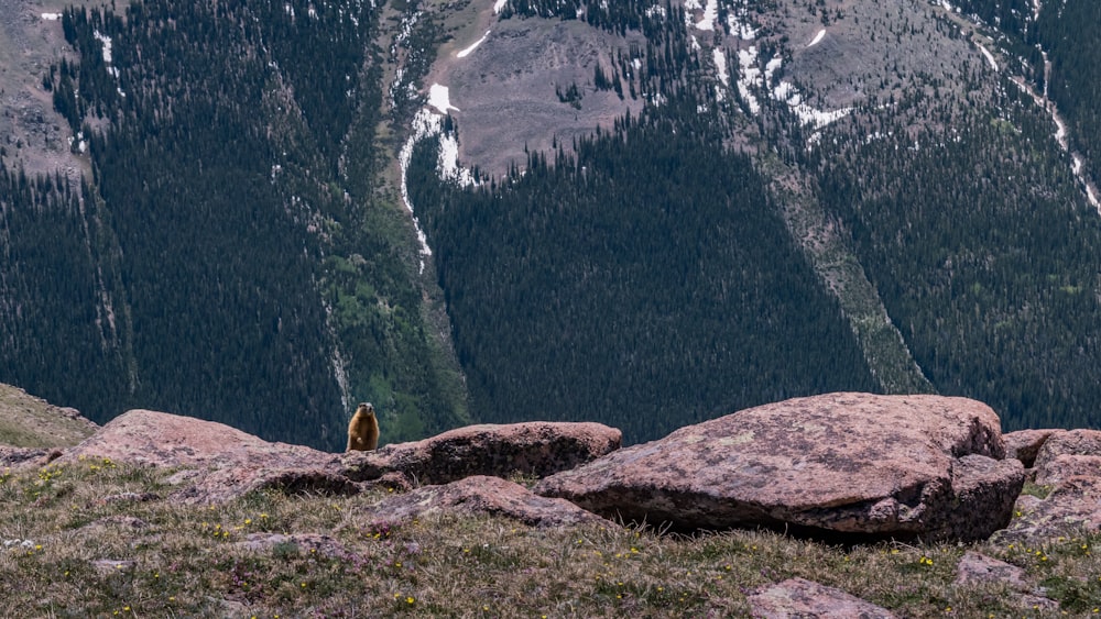 yellow bird on stone