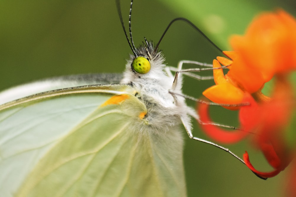 white butterfly on orange flower in macro lens photography