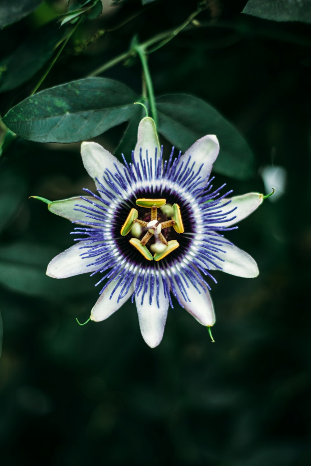 Planta de flor morada y blanca rodeada de hojas