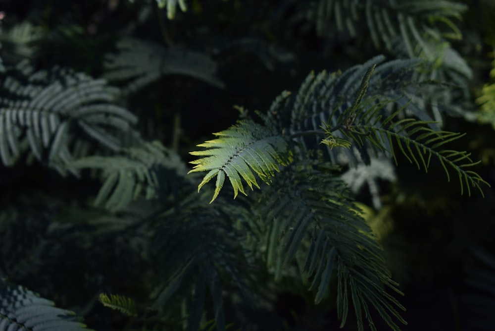 closeup photo of green fern leafed plant