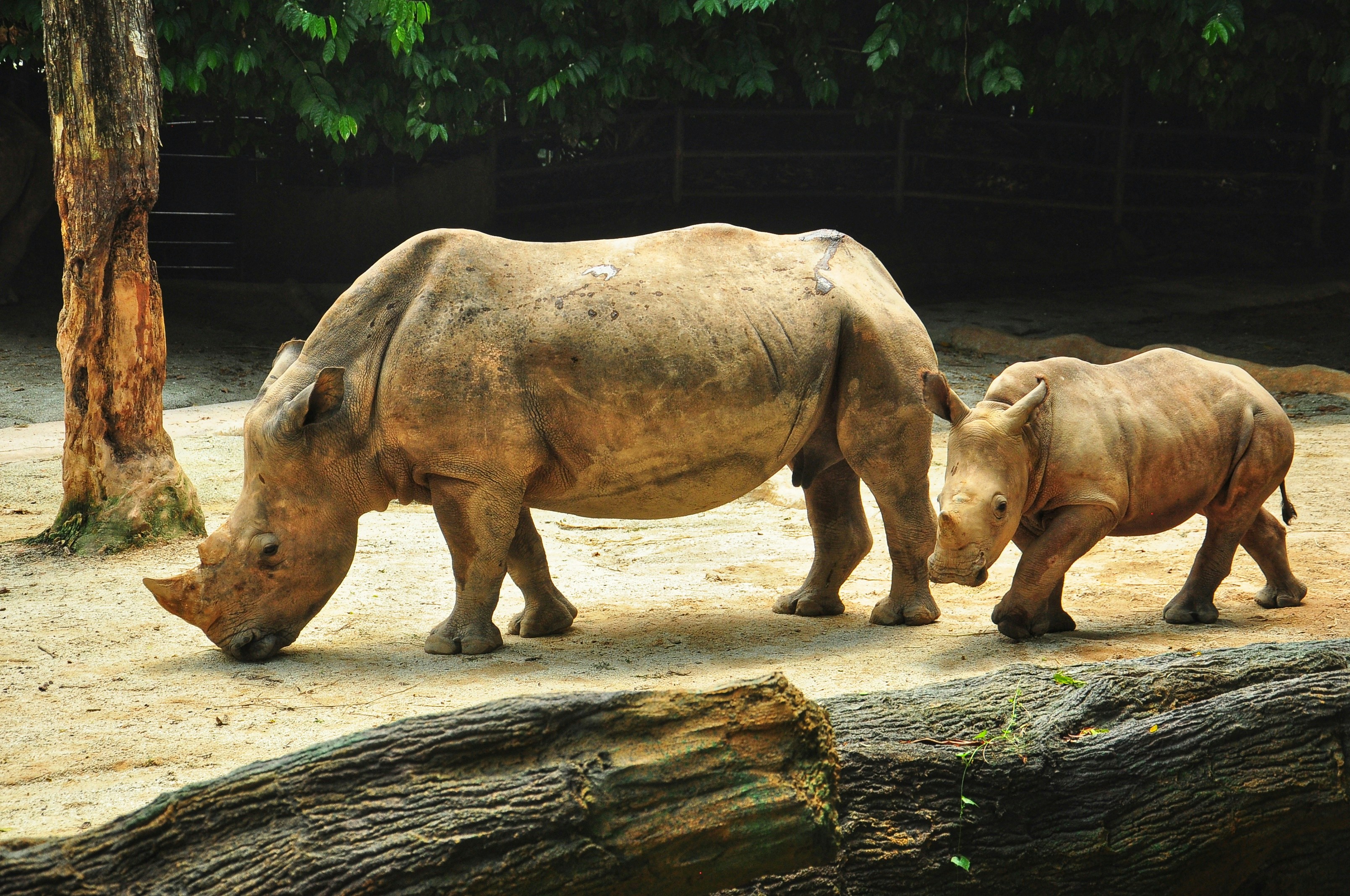 当耍猴遇上耍狗，中国手机江湖的两种生存哲学