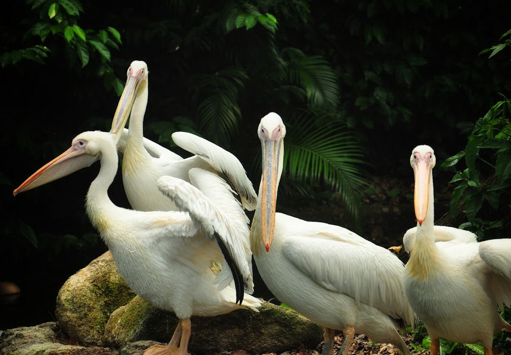 four white Pelican birds