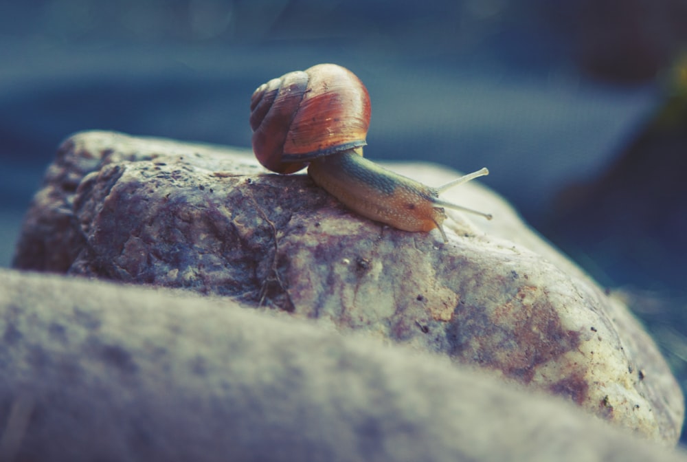a snail sitting on top of a rock
