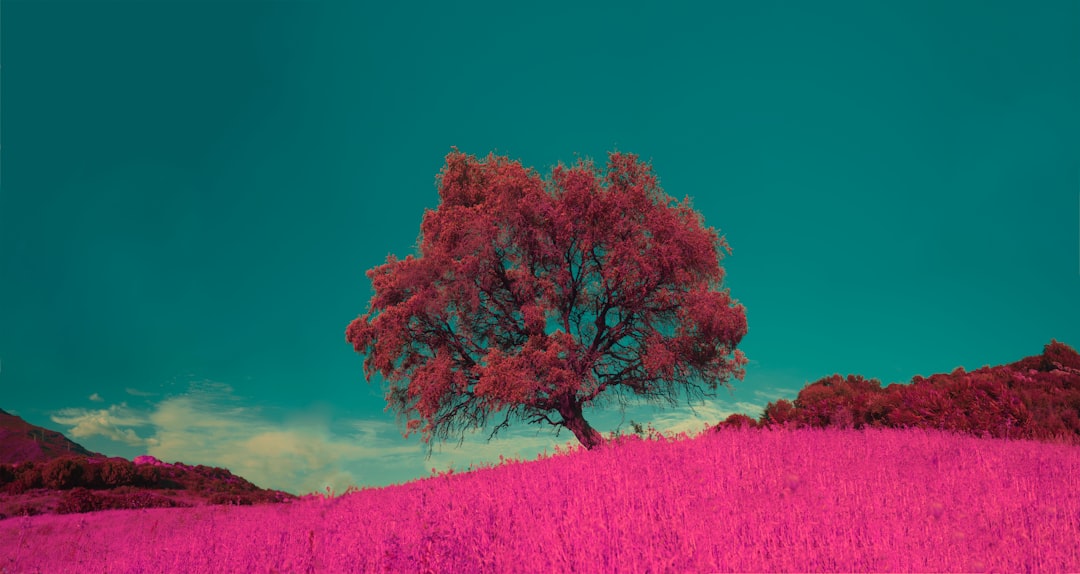 pink leafed tree under the blue sky, Isolated tree on filed, teal and pink palette