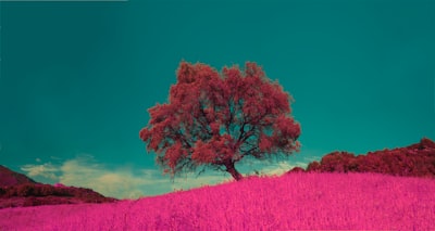 pink leafed tree under the blue sky surreal zoom background