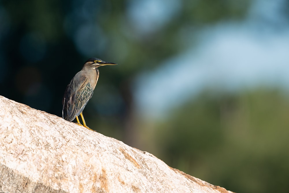 Uccello marrone e grigio in piedi sulla roccia durante il giorno