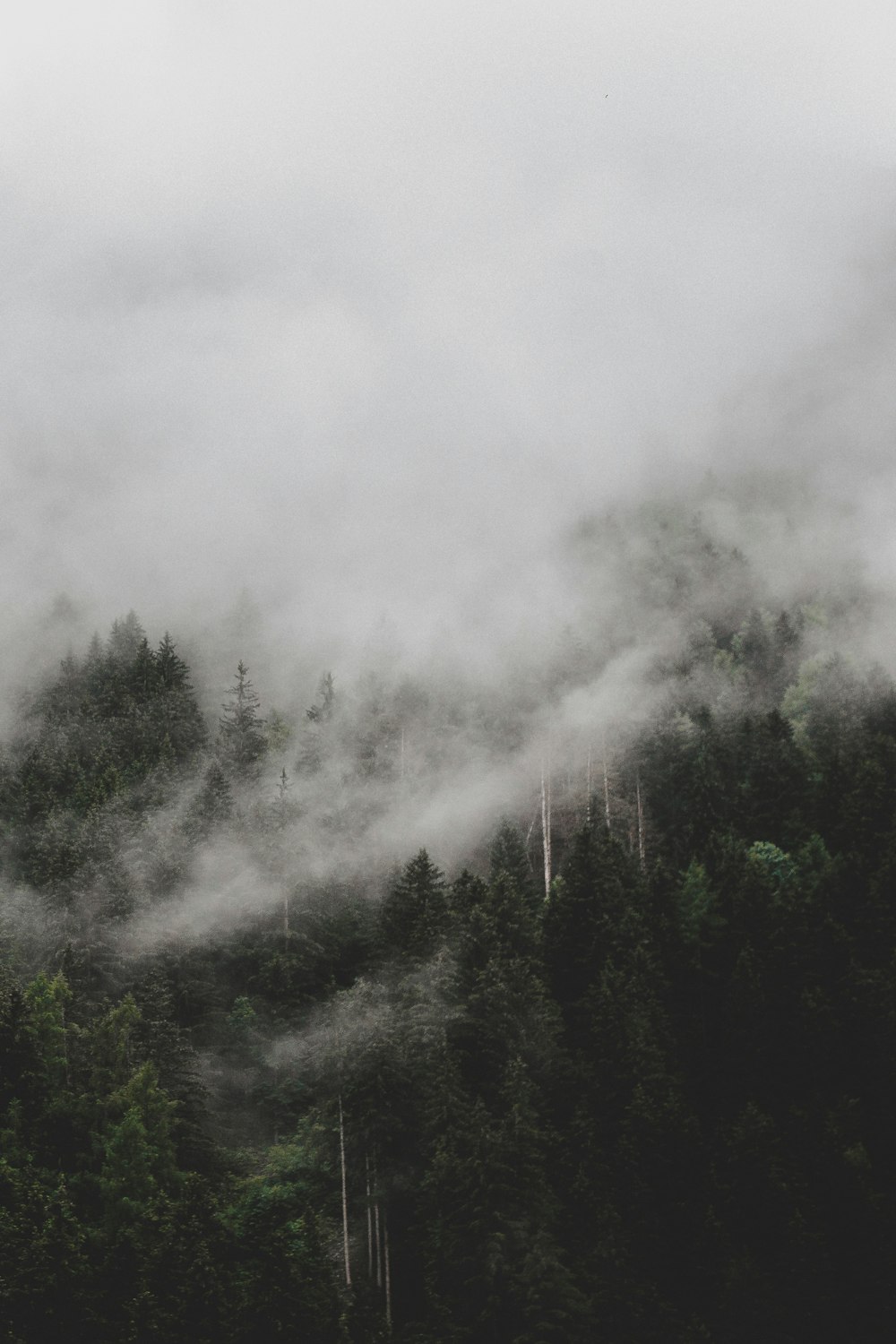 pine trees covered in mists during day time