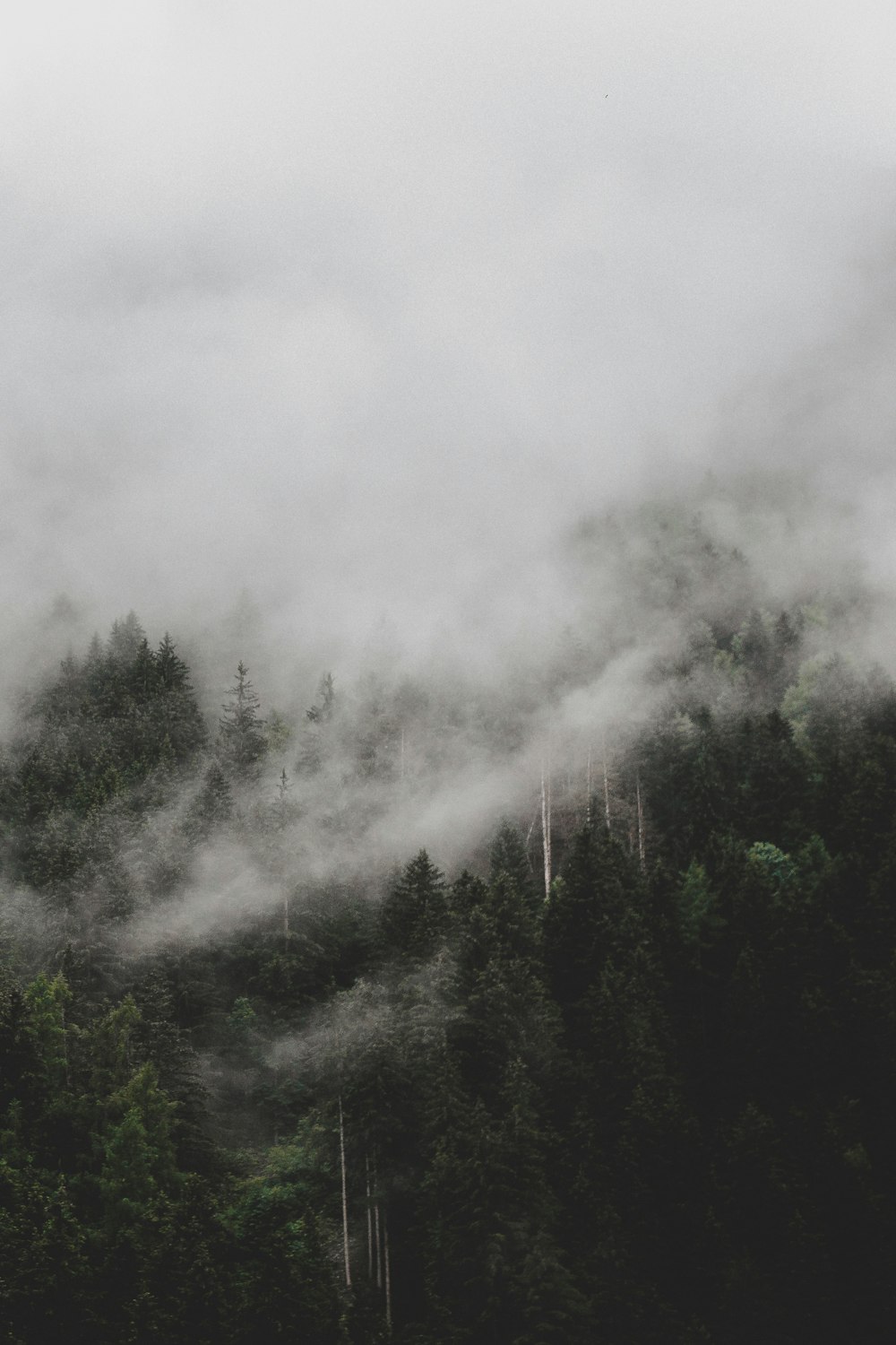 pinheiros cobertos de névoas durante o dia