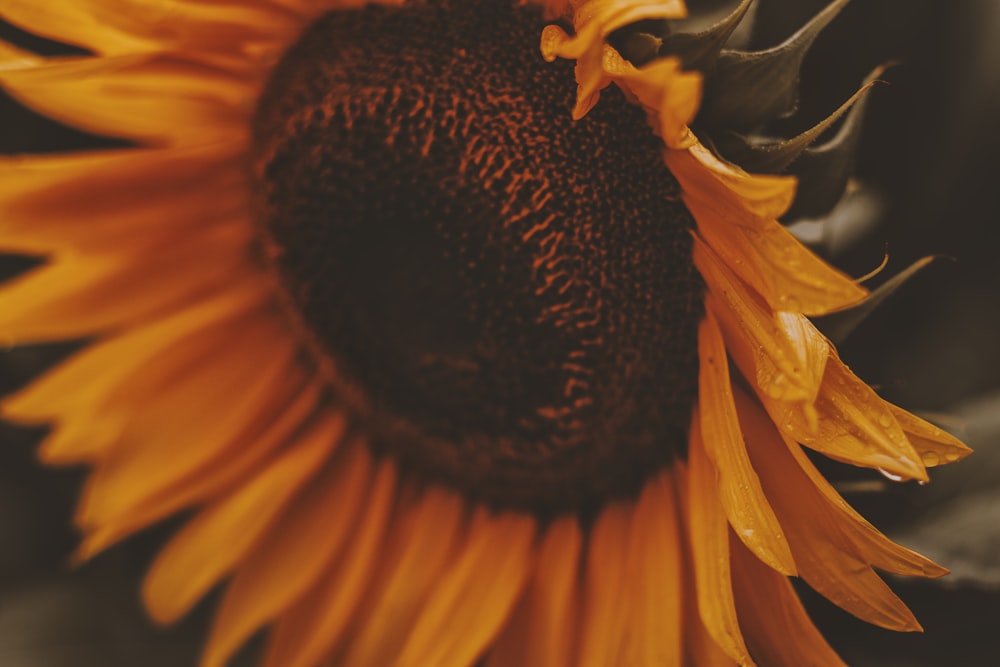 closeup photo of sunflower