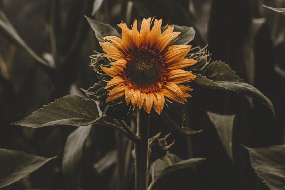 Sonnenblume in voller Blüte