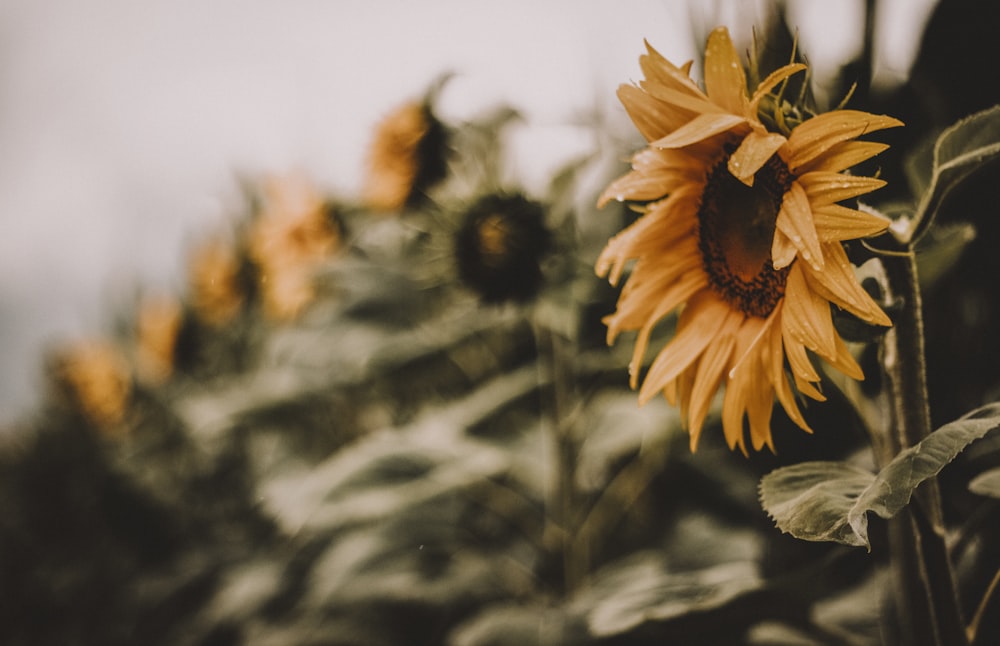 sunflower in bloom